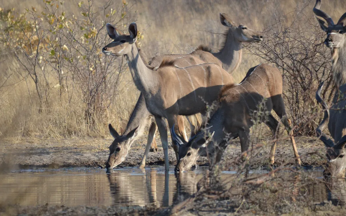 Central Kalahari in Botswana